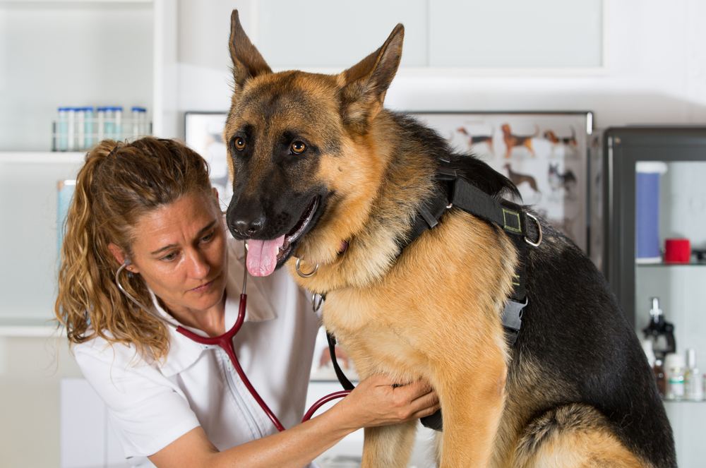 is mammary cancer in dogs painful