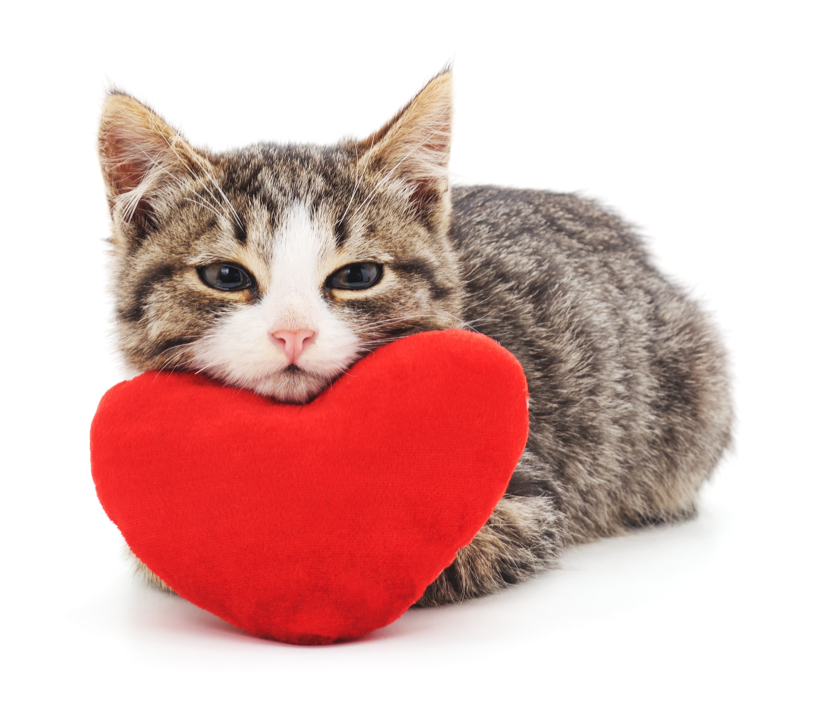 Кот с сердечками. Котенок с сердечком. Кот держит сердце. Pet heart