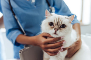 vision problems in pets