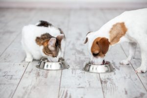 Healthy Diet for Pets