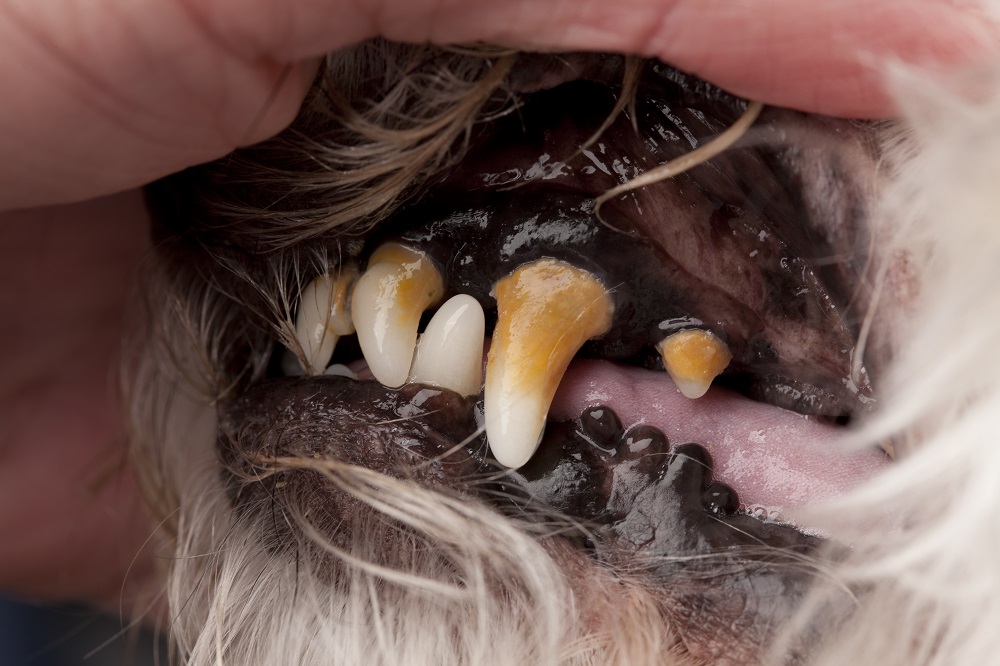 Dental Disease in Pets