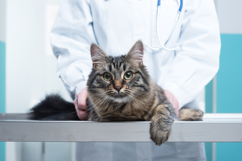 Benefits of a veterinary criticalist